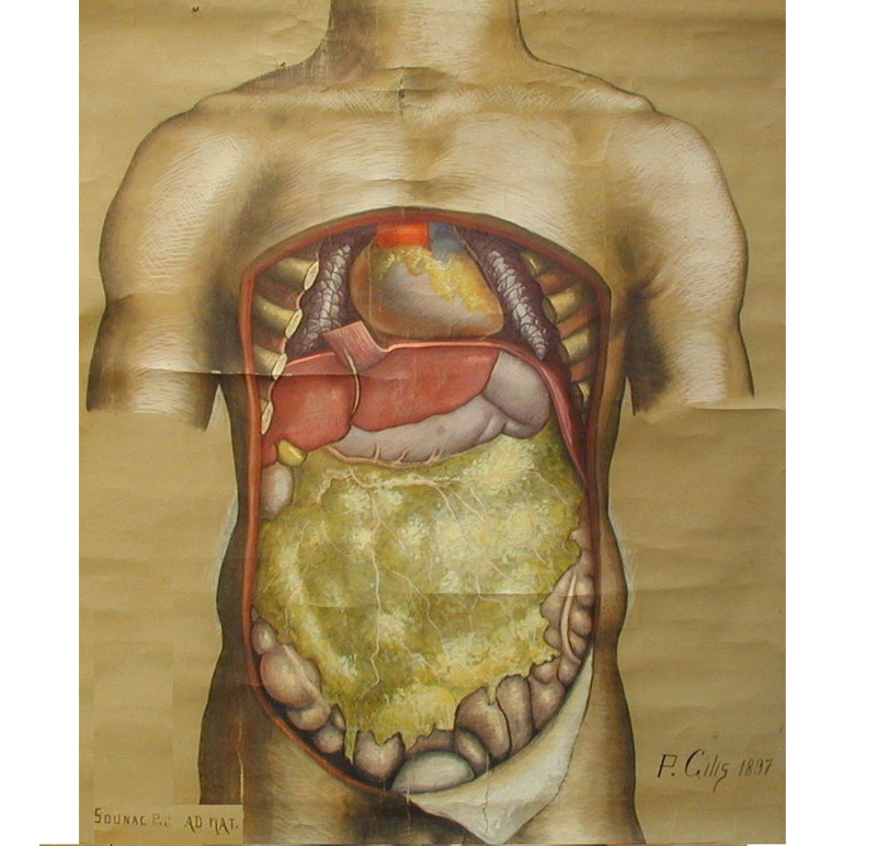 Dessin de l’abdomen (1897)