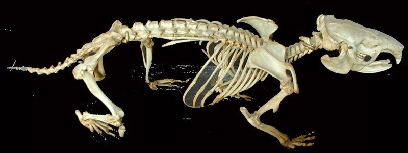 Squelette d'animal
