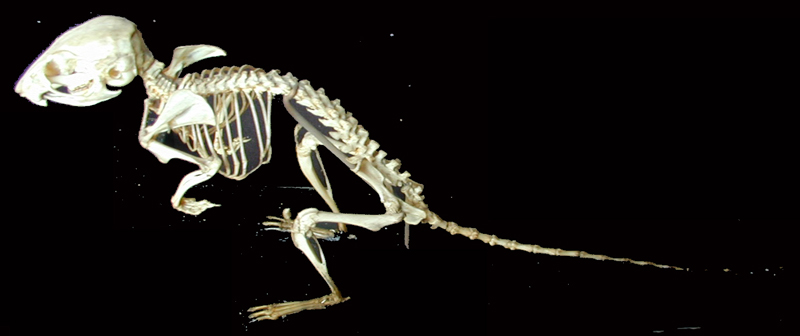 Squelette d'animal