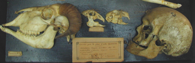 Squelette d'animal (comparaison)