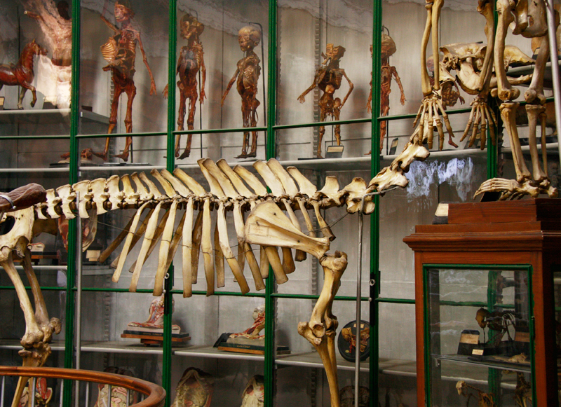 Squelette de chameau