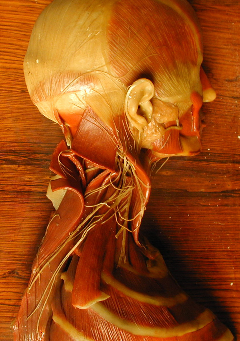 Cire anatomique du cou et des nerfs