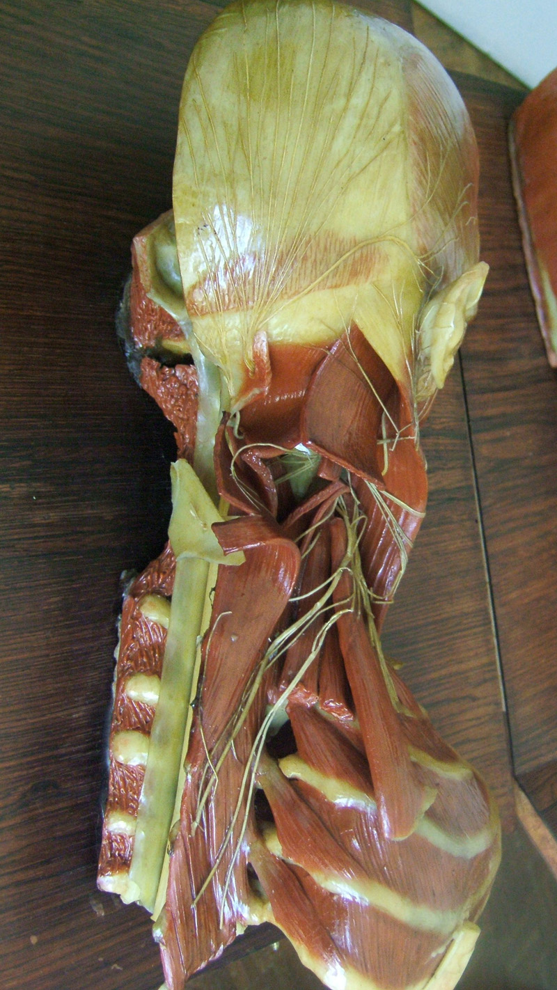 Cire anatomique du cou et des nerfs
