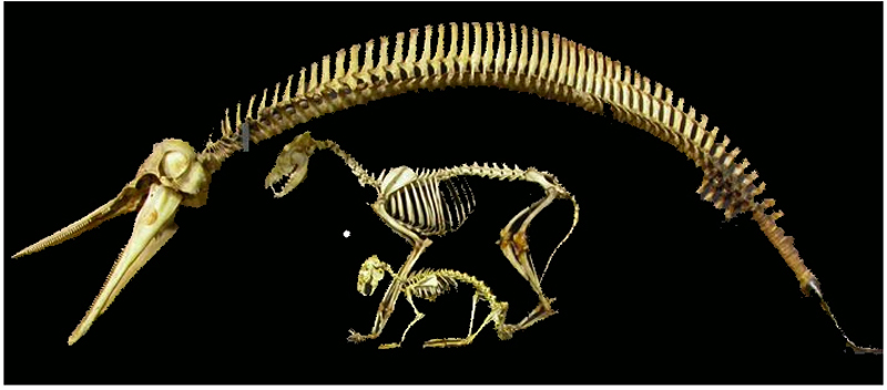 Squelette de dauphin
