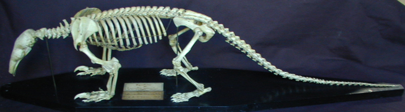 Squelette de fourmillier