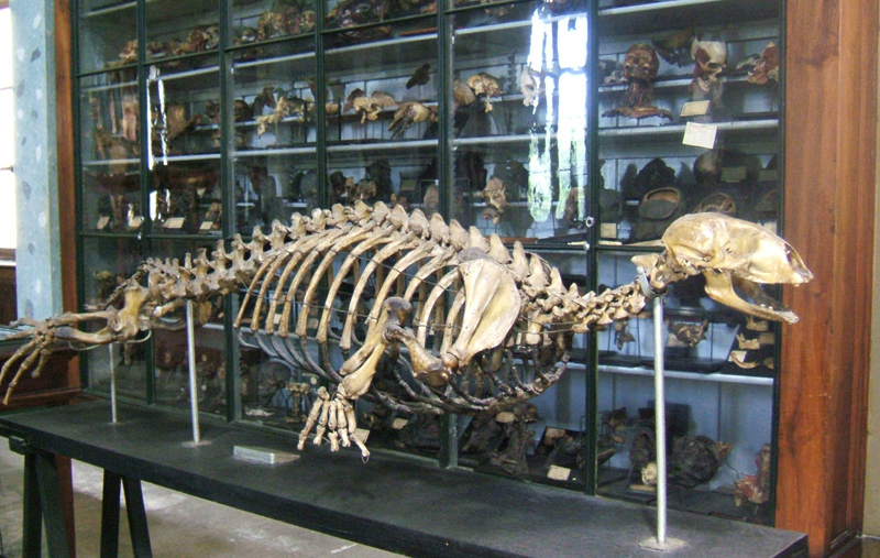 Squelette de phoque