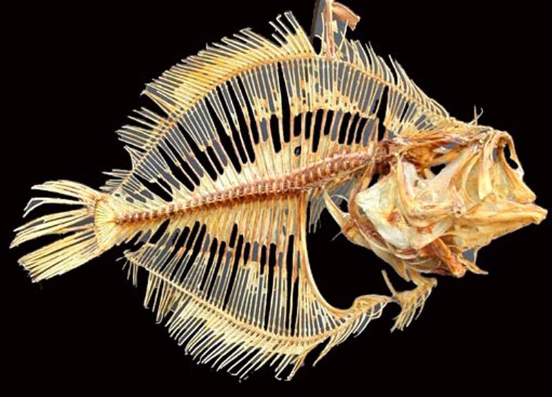 Dissection poisson (dorade)