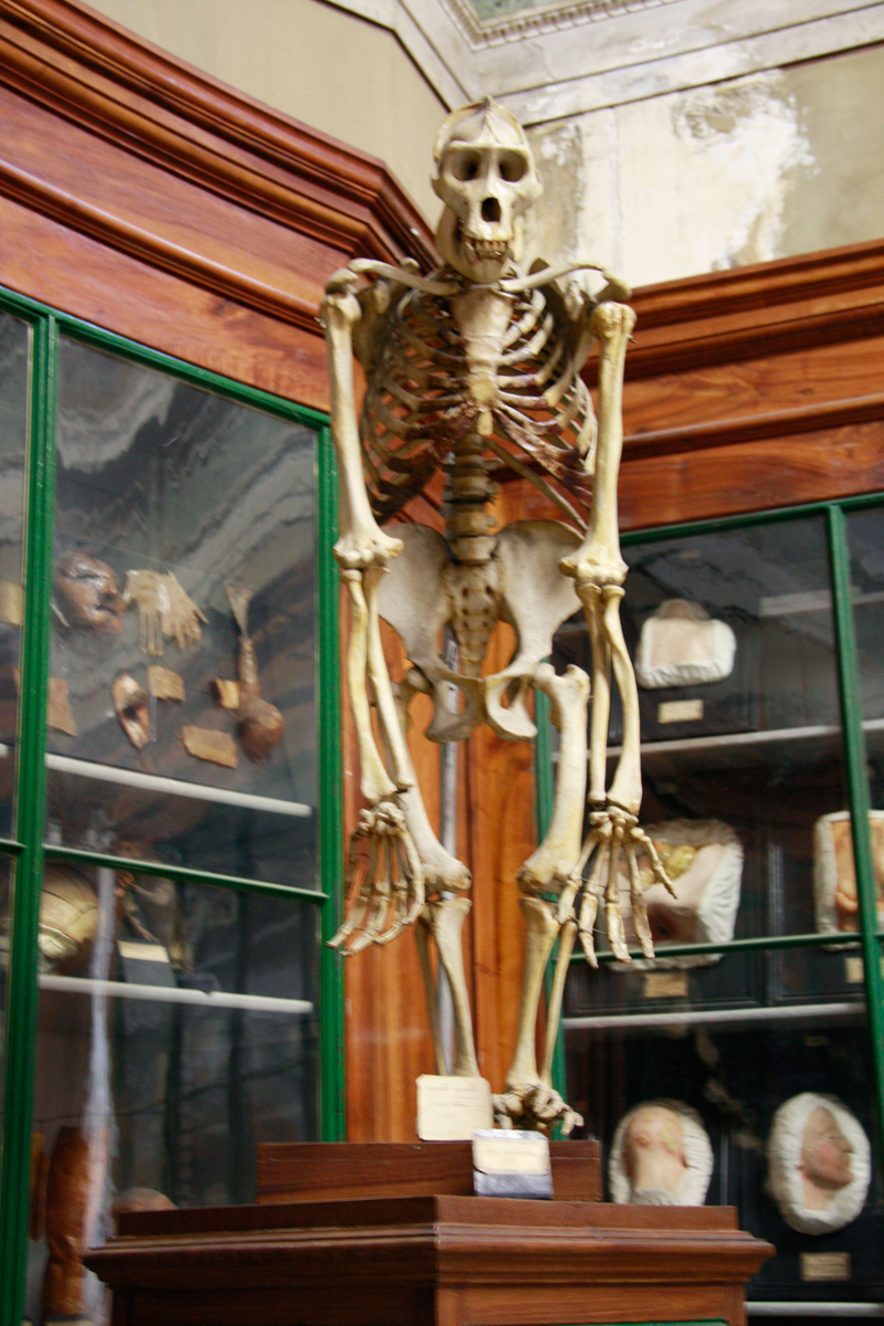 Squelette de singe