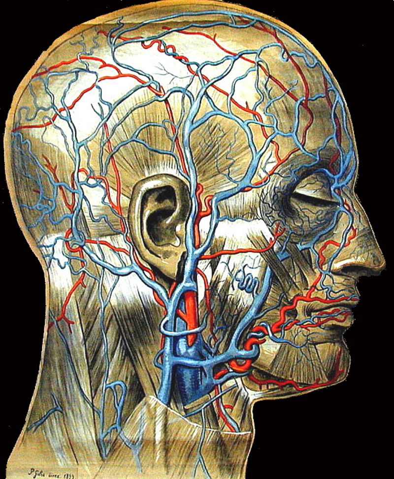 Dissection tête (dessin)