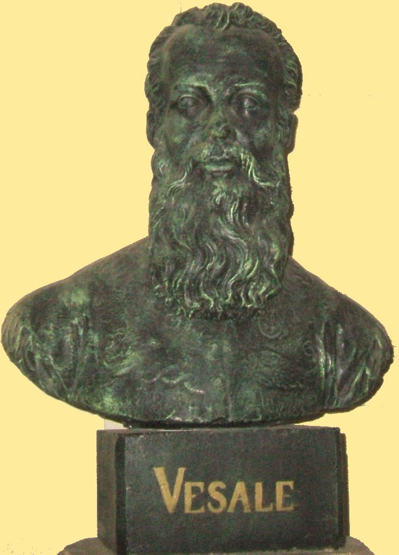 Sculpture du buste de Vesale